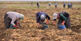 Kayseride Patates Hasadı Devam Ediyor