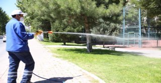 Melikgazide Ağaç Ve Parklarda Sürekli İlaçlama