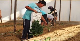 Dolara Tepki Olarak Fide Ekimini 1 Ay Öne Aldılar