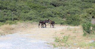 Yolunu Şaşıran Eşeğin İmdadına Yardımsever Genç Yetişti