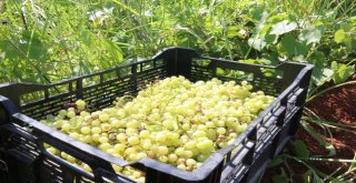 Belediyenin Yetiştirdiği Üzümler Yoksulların Sofrasına Gidiyor