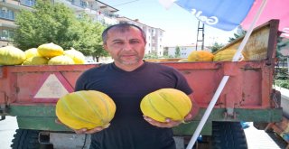 Çorumun Meşhur 10 Dilim Kavunu Tezgahta Yerini Aldı