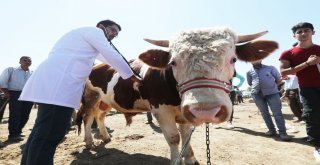 Vanda Kurban Sağlık Timi İş Başında