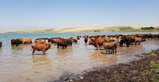 Sıcaktan Bunalan Hayvanlar Baraj Suyunda Serinliyor