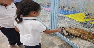 Öğrenciler Biriktirdikleri Harçlıkları Mama Alınması İçin Hayvan Severlere Teslim Etti