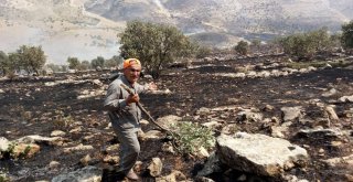 Piknikçilerden Kalma Küller Az Daha Beldeyi Yakıyordu