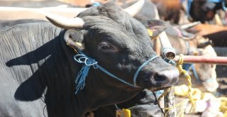 Hayat Ağacı Derneğinde Kurban Hisse Bedeli Açıklandı