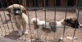 Sokak Hayvanlarına 7,5 Milyon Liralık Yeni Yuva