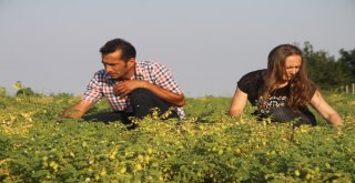 (Özel) İlk Kez Ekildi, Asker, Öğrenci Ve Mahkumları Doyuracak