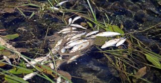 Antalyada Balık Ölümleri