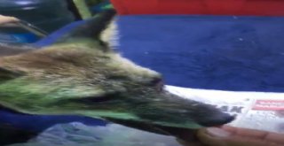 Çeşmeli Kaptan Yabani Tilki Osiyi Elleriyle Besliyor