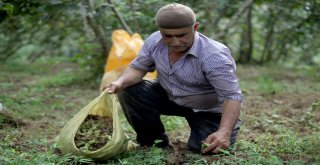 Fındık Üreticisi Açıklanmayan Rekolte Ve Fiyatı Bekliyor