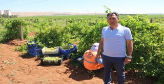 Belediyenin Yetiştirdiği Üzümler Yoksulların Sofrasına Gidiyor