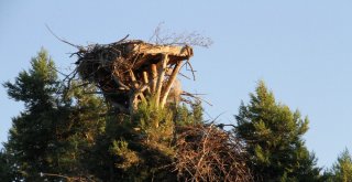 Leylek Yuvaları Göçle Boşaldı