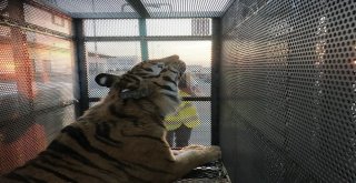 Turkish Cargo, Vahşi Doğanın Yırtıcılarını Bulutların Üzerine Taşıdı