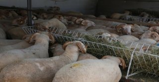 Kurban Alacaklar Bunlara Dikkat