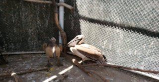 Yaralı Pelikan Tedavi Altına Alındı