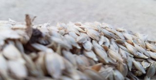 3 Bin Yıllık Siyez Buğdayının Hasadı Yapıldı