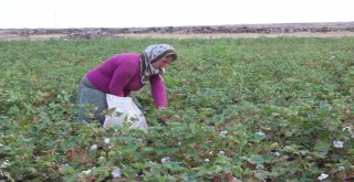 (Özel) Siverekte Pamuk Hasadına Başlandı