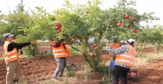 Belediyenin Yetiştirdiği Meyveler Dar Gelirli Ailelere Dağıtıldı