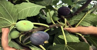 (Özel) Bitlis Ekonomisine İncir Ve Nar Desteği