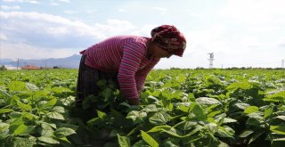 Burdur İnsuyunda Fasulye Hasadı Devam Ediyor