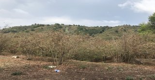 Üreticisinin Kabusu ‘Amerikan Beyaz Kelebeği Fındıkları Sardı