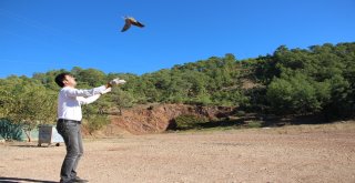 Tedavisi Yapılan Çulluk Doğaya Bırakıldı