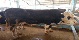 1 Tonluk Kurbanlık Barona Rakip Aranıyor