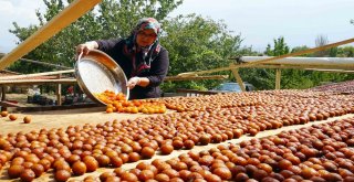 (Özel) Osmanlı Mutfağının Vazgeçilmez Meyvesi Üryani Eriğinin Hasadı Başladı