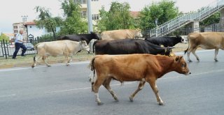 Karayolunda Başıboş Hayvanlar Trafiği Tehlikeye Düşürdü