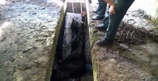 Abhazyada At Kurtarma Operasyonu