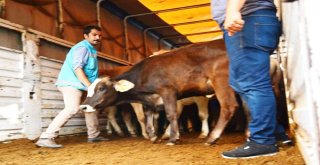 Hisarcıkta 6 Genç Çiftçiye 30 Büyükbaş Hayvan Dağıtıldı