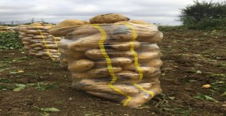 Yozgatta Patates Ve Soğan Hasadı Devam Ediyor