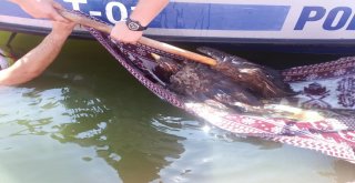 Ava Giden Kartal Boğulmaktan Son Anda Kurtarıldı