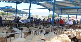 Erzincanda Genç Çiftçiler Koyunlarına Kavuştu