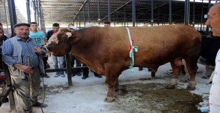 Bir Ton 600 Kiloluk Kurbanlık İlgi Görüyor