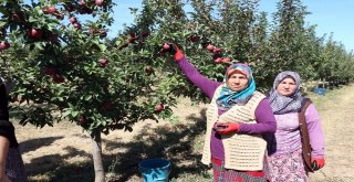 Köyde Birleştirilen Tarlalar Göçü Önleyip, İşsizliği Bitirdi