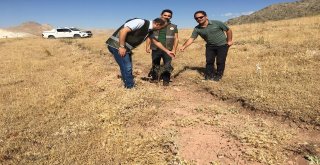 Yaban Hayvanlar İçin Dikilen Meyve Fidanları Büyüyor