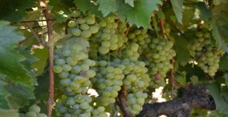 Safranboluda Çavuş Üzümü Hasadı Başladı