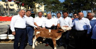 Mersinde Üreticiye Buzağı Barınağı Desteği