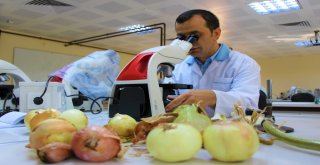 Bu Yaza Damgasını Vuran Soğan Tam Bir Şifa Deposu