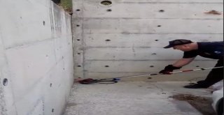 Hastane Bahçesinde Kara Yılan Yakalandı