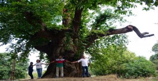 1000 Yıllık Kestane Ağacı Turistlerin İlgisini Çekiyor