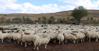 Yayla Sezonunda Sona Gelindi