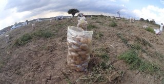 Kışlık Patates Tarladan Yola Çıktı