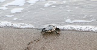 (Özel) Dünyanın Gözü Mersin Sahillerinde
