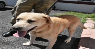 Tsknın Kahraman Ve Emektar Köpekleri