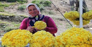 Giresun Yaylalarında Yetişen Bitkiler Yöre Halkının Geçim Kaynağı