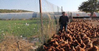 İşçi Olarak Gittiği İsviçreye Bal İhraç Etti